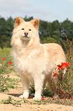 CHIEN FINNOIS DE LAPONIE 439